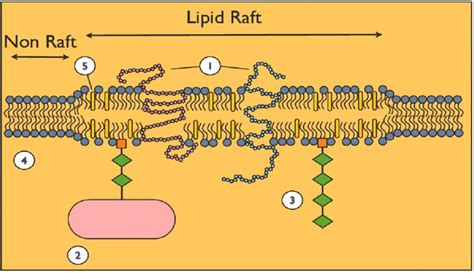 8: Lipid raft formation. The lipid raft forms a stable domain ...