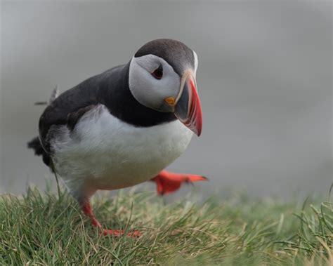 5 things you may not know about the Puffin