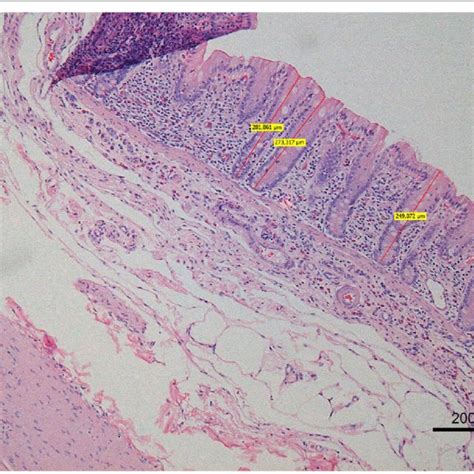 pH, gut histology and immunohistochemistry parameters at different ...