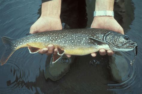 Lake Trout Fishing Tips - Guaranteed To Help! - USAngler