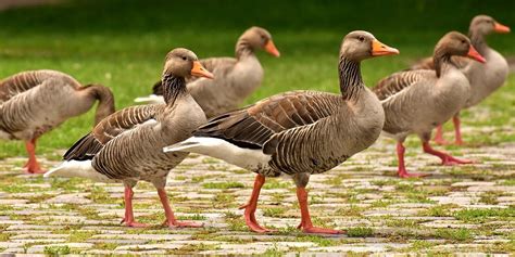 23 Types of Geese Breeds: An Overview (with Pictures) - Optics Mag