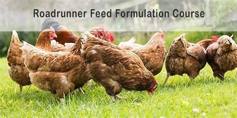 Poultry Feed Formulation Course (Harare) – The Poultry Shop