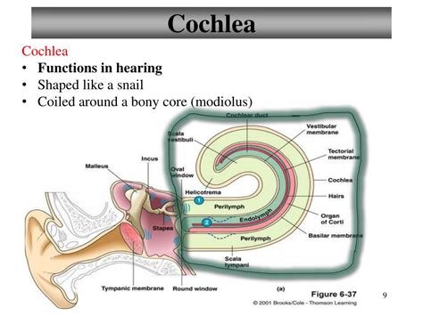 Cochlea Function