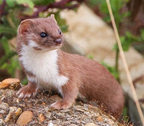 a small brown and white animal sitting on top of a rock