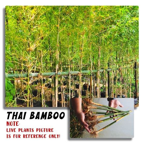 Thailand Bamboo Cuttings - Sustainable Outdoor Fence Panel for Serene ...