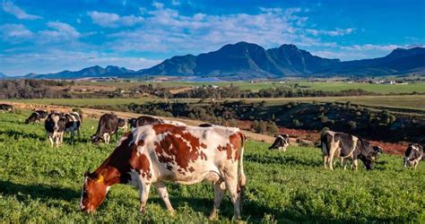 Dairy Farming in South Africa