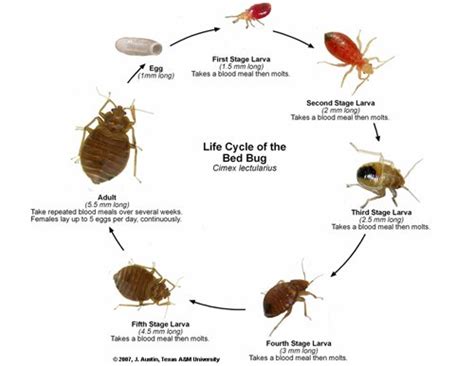 Bed Bug Egg Pictures, Lifecycle and Removal Tips