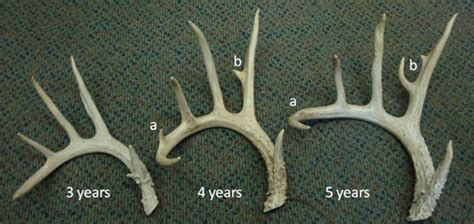 Whitetail Deer Antler Diagram