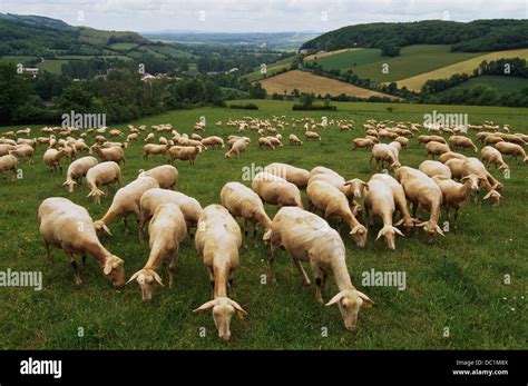 Herd of Lacaune sheep. Roquefort. Aveyron. France Stock Photo: 59044858 ...