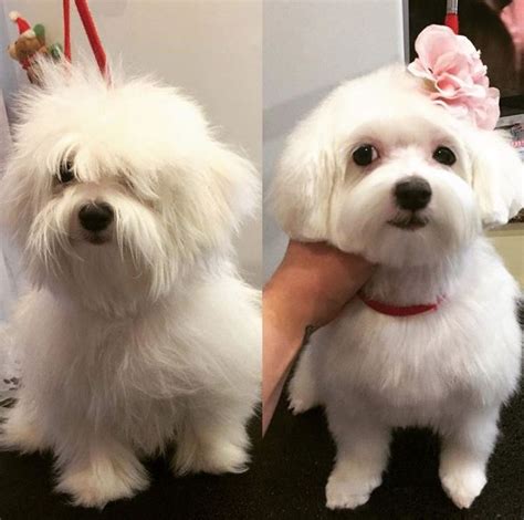 Dog haircuts, Maltese dogs haircuts, Maltese haircut