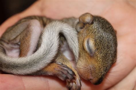 Tiny baby squirrel | Baby squirrel, Cute baby animals, Cute animals