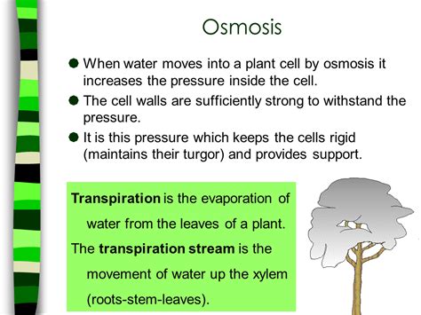 Osmosis Definition