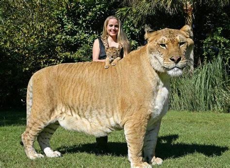 Ligers Facts: 11 Things You Didn't Know About These Lion-Tigers