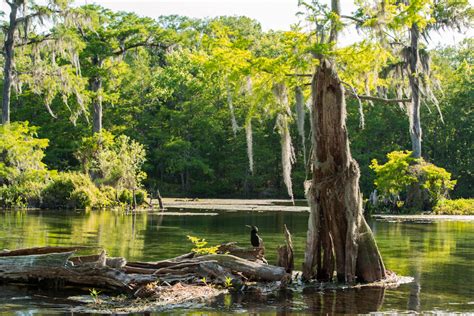 Wakulla Springs State Park: Tallahassee's Hidden Gem • Jetset Jansen