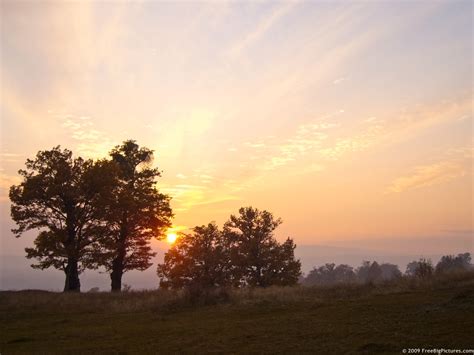 Trees at Sunset – FREEBigPictures.com