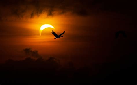 Majestic Sky: 4K Ultra HD Solar Eclipse with Birds in Nature