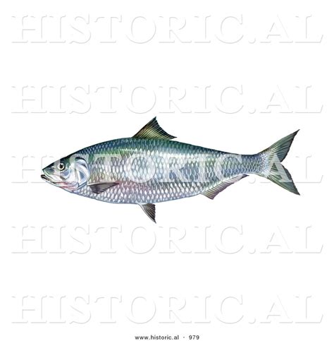 Historical Illustration of an Alabama Shad Fish (Alosa Alabamae) by ...