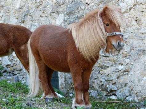 Shetland pony - Alchetron, The Free Social Encyclopedia