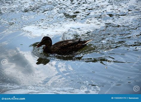 Feeding a Swimming Duck Family on a Pond in Europe Stock Image - Image ...