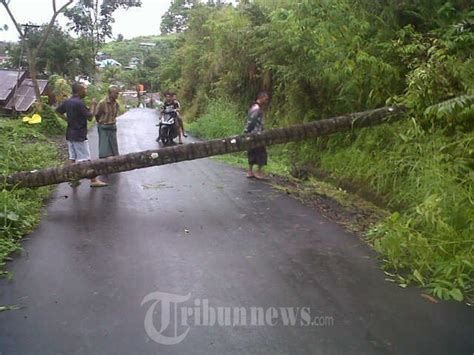 Pohon Tumbang Akibat Hujan Deras di Manado, Foto 11 #970701 ...