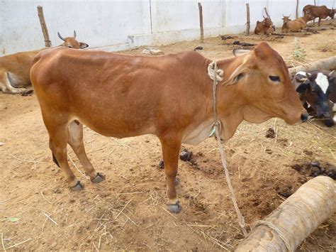 JanakiRama Gardens: Exotic Red Sindhi Cows