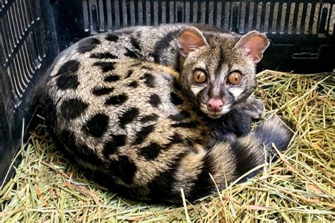 Common Genet - Potawatomi Zoo