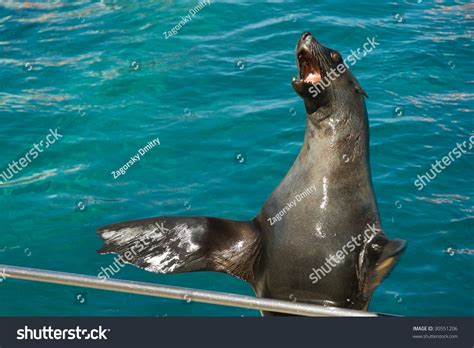 Sea Lion Clapping Stock Photo 30551206 : Shutterstock