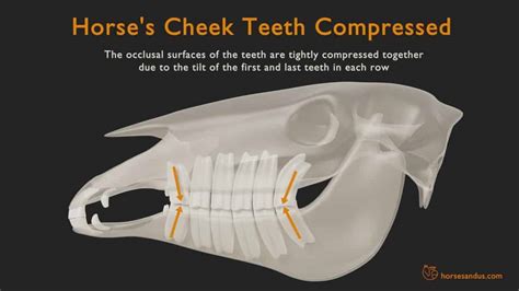 Horse Teeth Anatomy and Function [Pictures & Animations]