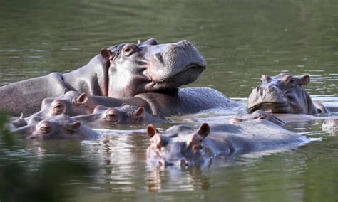 Pablo Escobar's hippos must be culled to halt biodiversity disaster ...