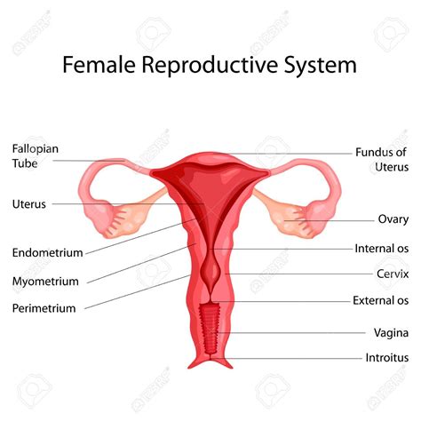 Female Reproductive System Anatomy - LiliankruwSparks