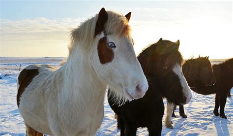 Your Guide to the Icelandic Horse