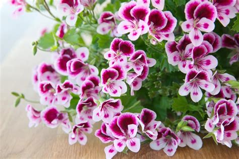 Pelargonium (Geranium): How to Grow and Care with Success