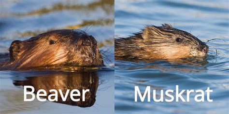 Fun Facts: Beavers vs. Muskrats — Edmonton & Area Land Trust