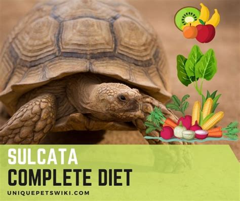 What Do Sulcata Tortoises Eat: Complete Sulcata Tortoises Diet (Baby To ...