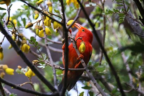 What Animals Live In Hawaii? - WorldAtlas