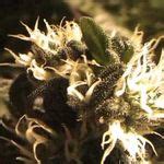 The Weed Scene (theweedscene) on Pinterest