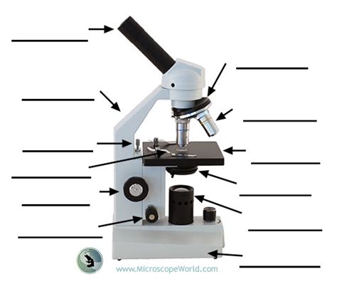 Labeling the Parts of the Microscope | Microscope World Resources