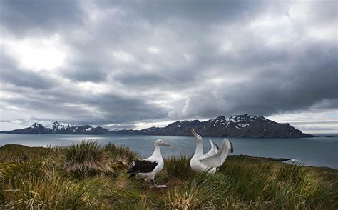 Albatross Populations Suffer a Double Whammy of Human Activity | Audubon