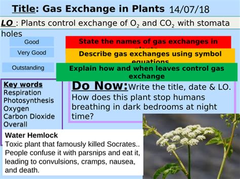 Gas Exchange in Plants, lessons | Teaching Resources