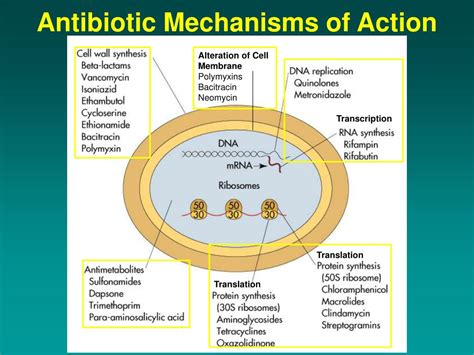 Mechanisms Of Antibiotic Resistance