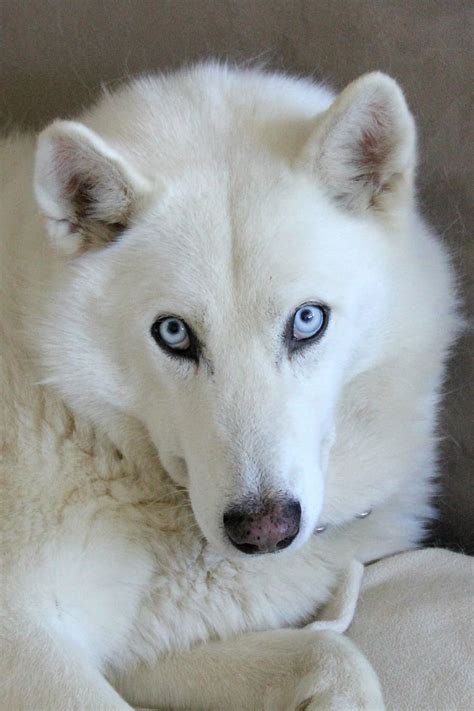 HD wallpaper: white husky, husky mix, dog, blue eyes, fluffy, canine ...