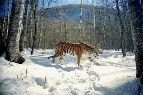 Amur Tiger