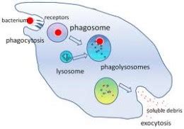 Macrophage | Definition, Function & Types - Lesson | Study.com