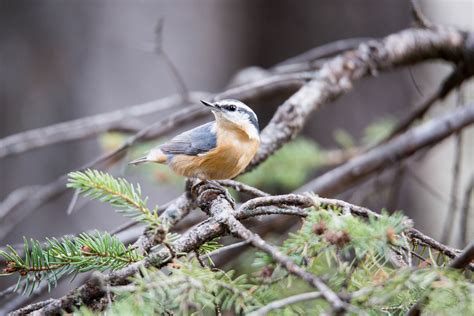 Red-breasted Nuthatch | Audubon Field Guide