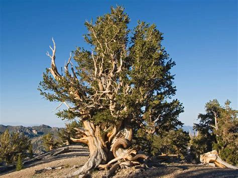 Methuselah – Bristlecone Pine Tree At 4,841 years old, this ancient ...