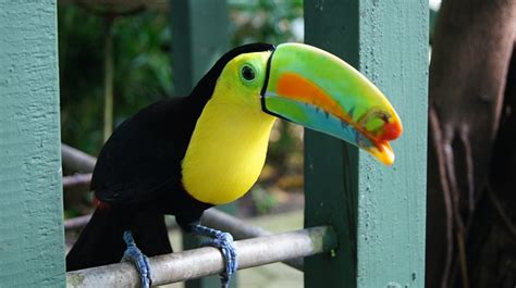 Toucan Facts For Kids | Toucans | Cool Kid Facts