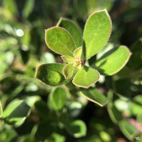 Manzanita 'Emerald Carpet' — Green Acres Nursery & Supply