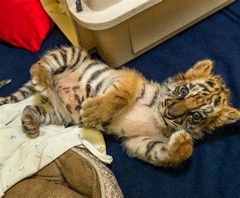 Tiger, Tiger | San Diego Zoo Wildlife Explorers