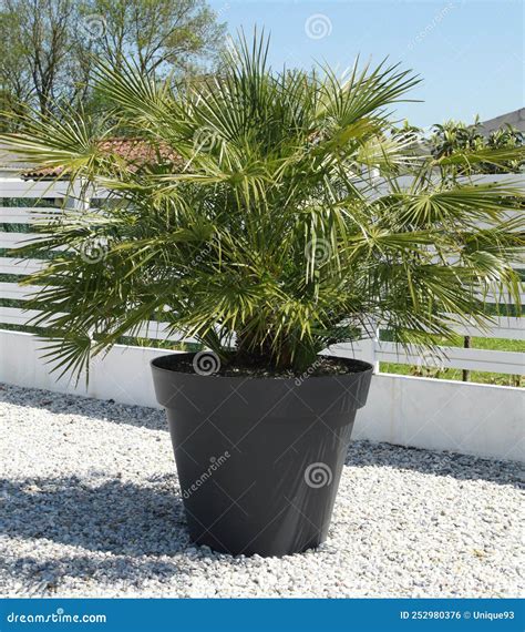 Palm Tree Chamaerops Excelsa Stock Photo - Image of plant, gardening ...