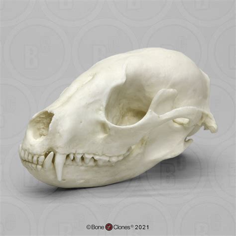 Raccoon Skull - Bone Clones - Osteological Reproductions